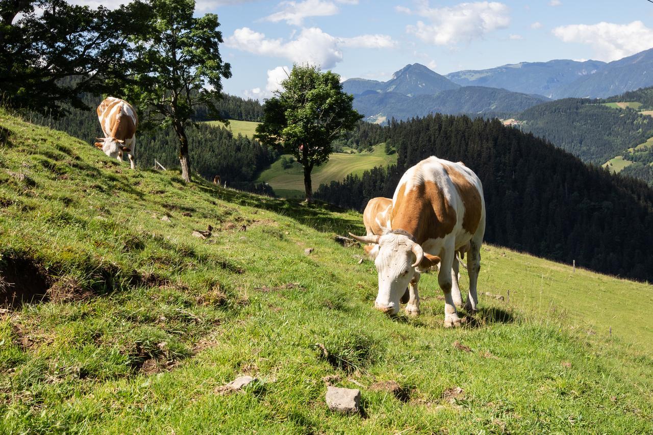 Farmstay&Glamping Visocnik Ljubno Екстер'єр фото