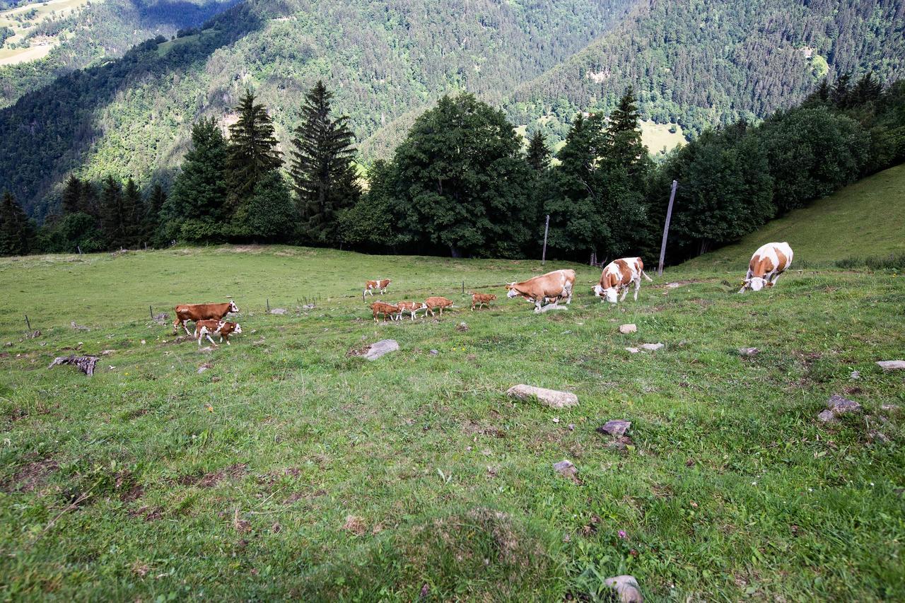Farmstay&Glamping Visocnik Ljubno Екстер'єр фото